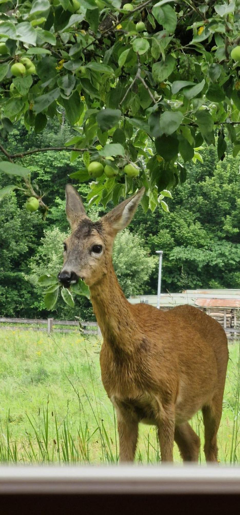 Ferienwohnung Springl Schönau am Königssee Dış mekan fotoğraf